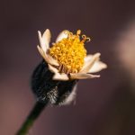 pexels-photo-31225243