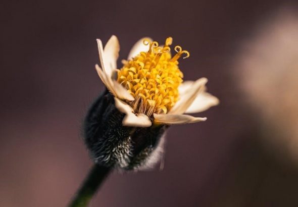 pexels-photo-31225243