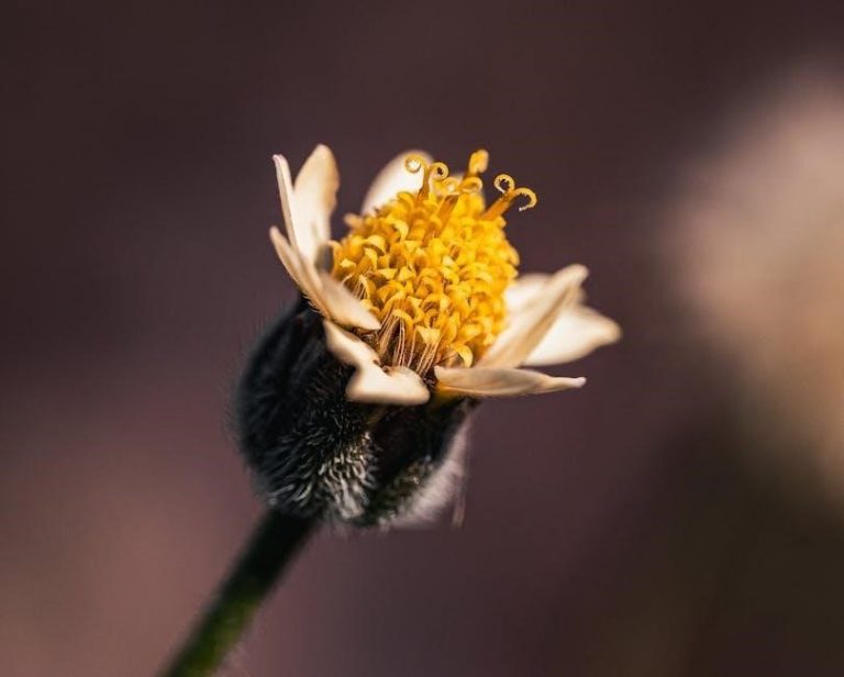 pexels-photo-31225243